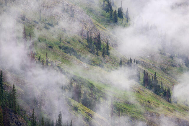 Summer Mist