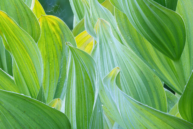 Summer Rain Corn Lilys