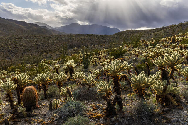 Sun Shower