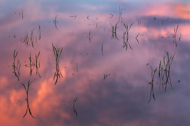 Sunset Reeds