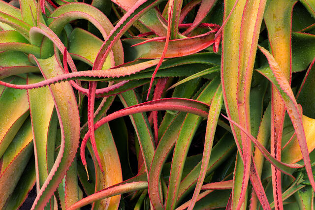 Tangled Aloe