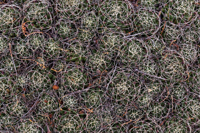 Tangled Mess
