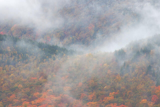 Tangled Up in Mist