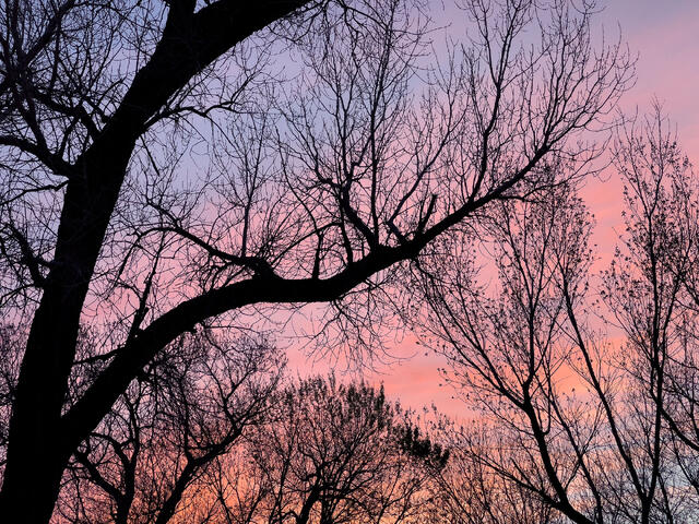 Texan Trees