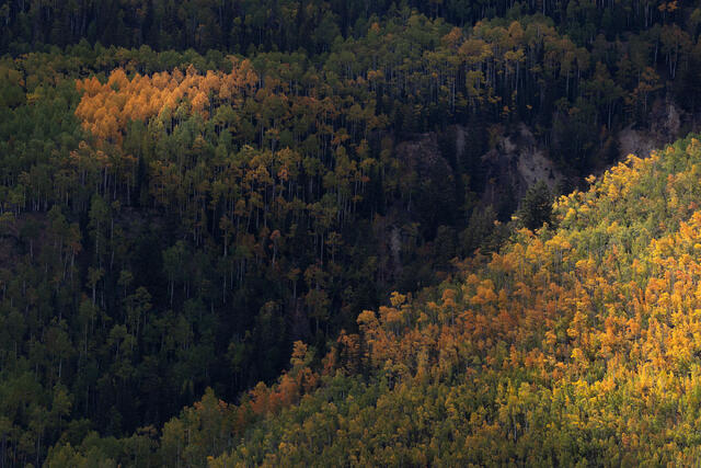 These Aspens are Lit