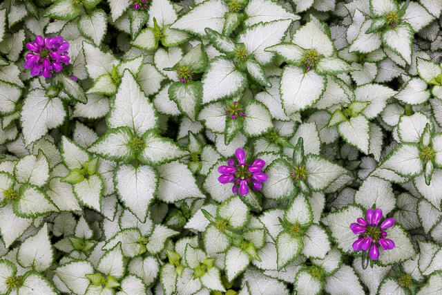 Three Pink