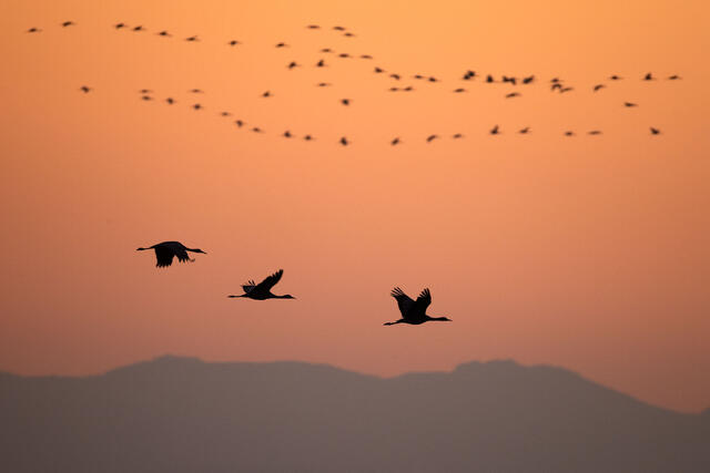 Three Silhouettes