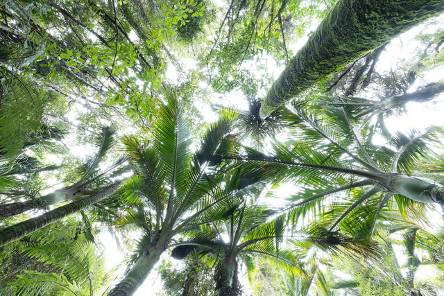Through the Rainforest