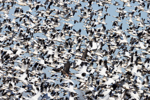 Traffic Jam