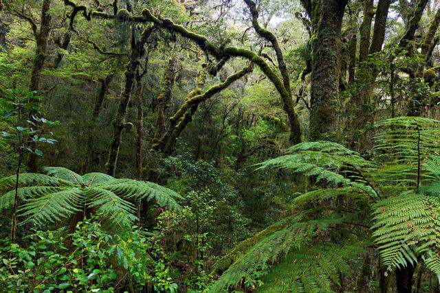 Tree Ferns