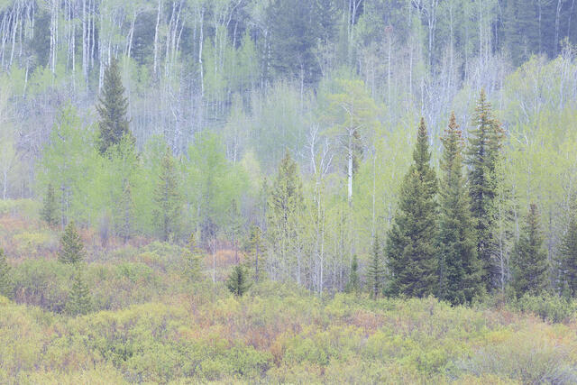 Tree Generations
