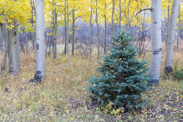 Trees Three Ways