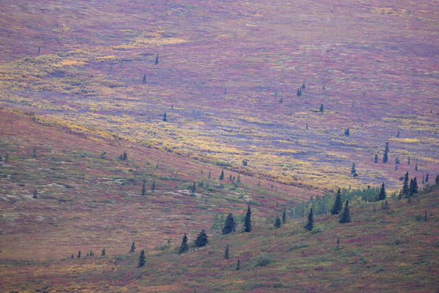 Trees and Tundra