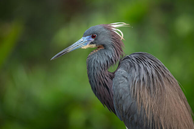 Tricolored Heron
