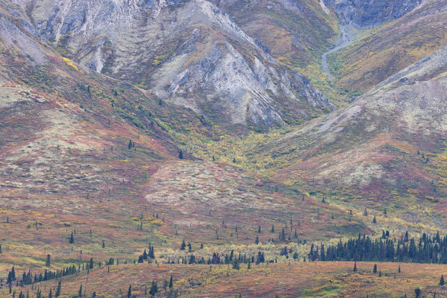 Tundra Colors
