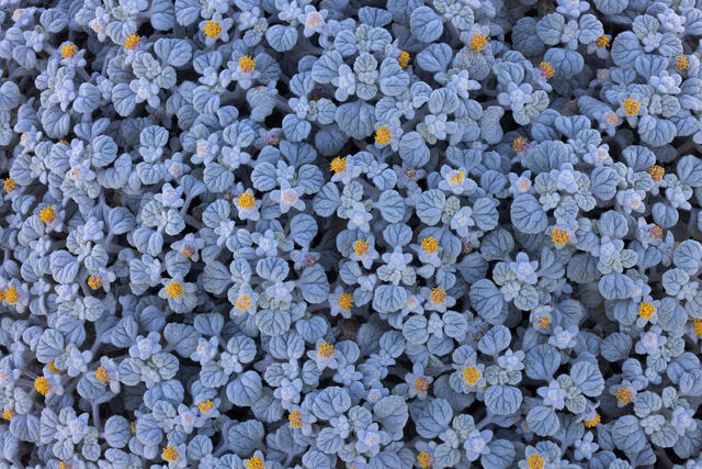 Turtleback Blues