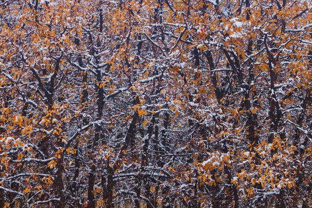 Two Seasons