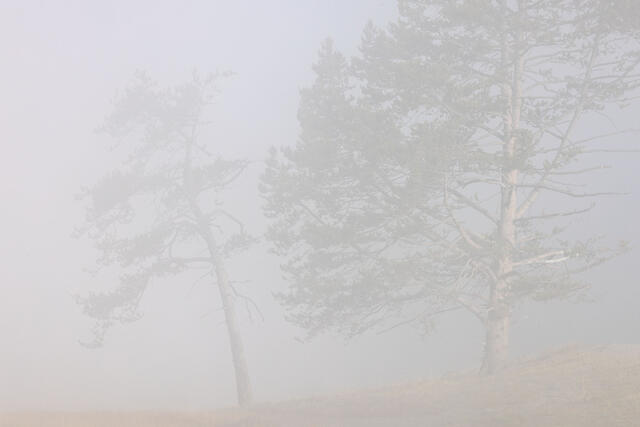 Two Trees