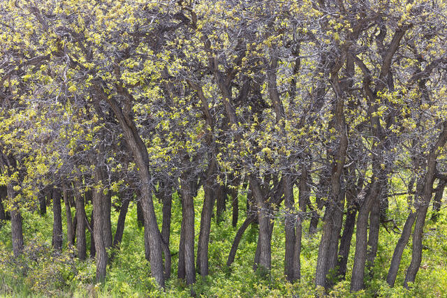 Understory Spring