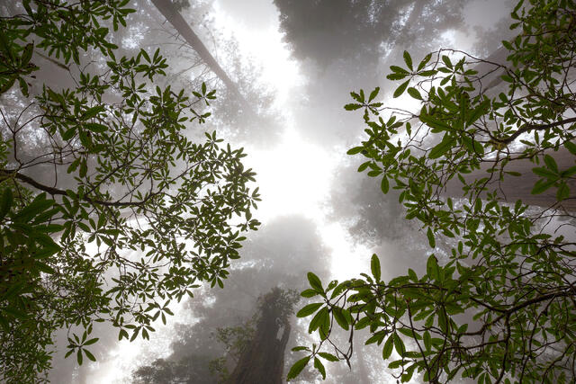 Understory