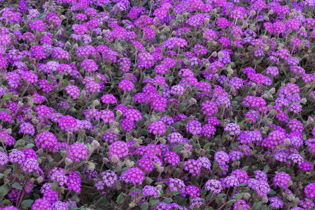 Very Verbena