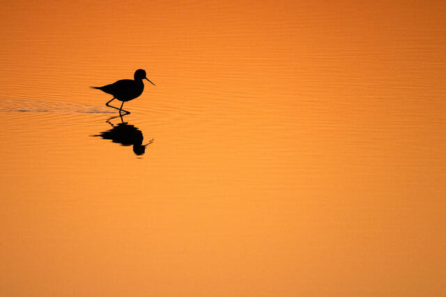 Wader