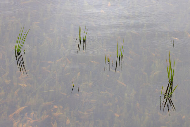 Waterline
