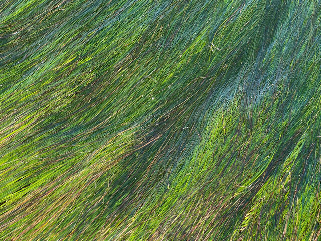 Wave Grass