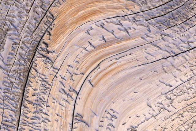 Wave of Wood