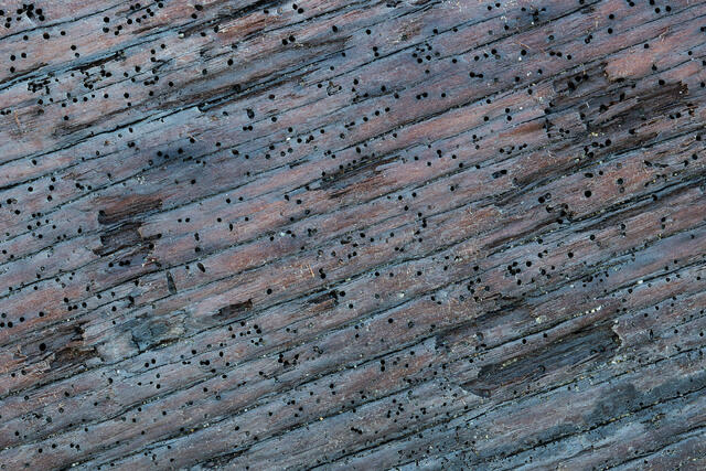 Weathered Wood