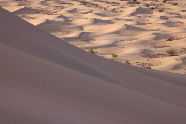 Wee Dunes