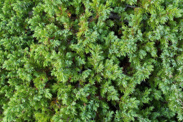 Wee Juniper