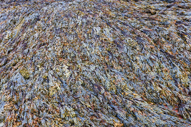 Weed Patch