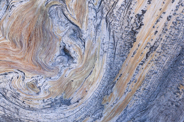 Winding Wood