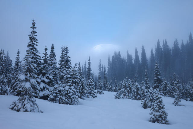 Mt. Rainier