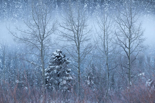 Winter Palette