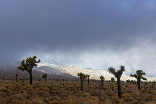 Winter Storm