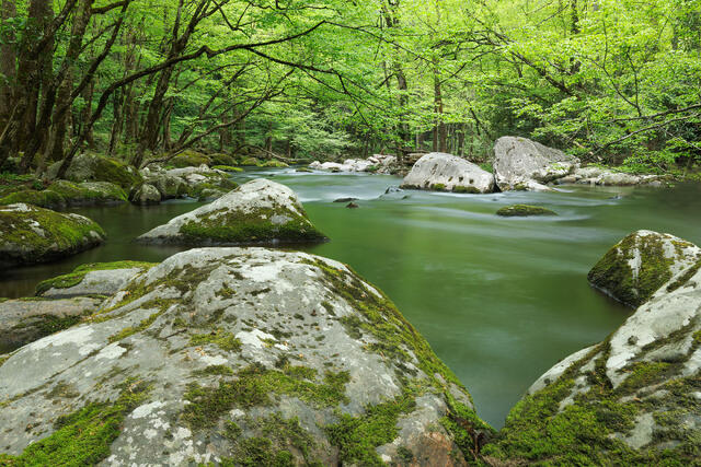 World of Green