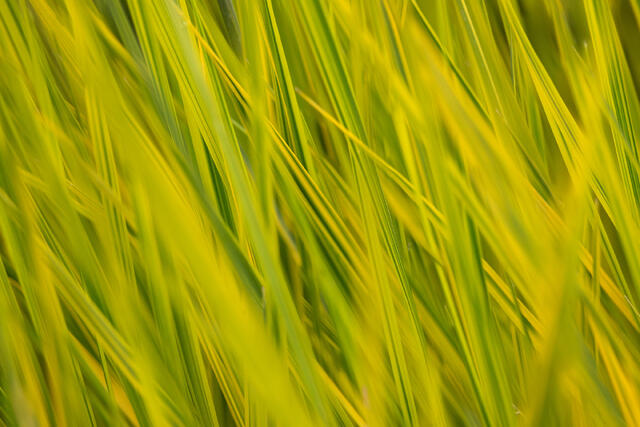 Yellow Grasses