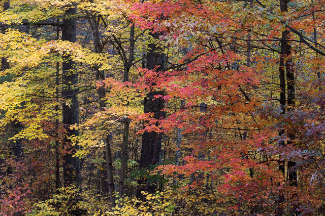 Yellow and Red