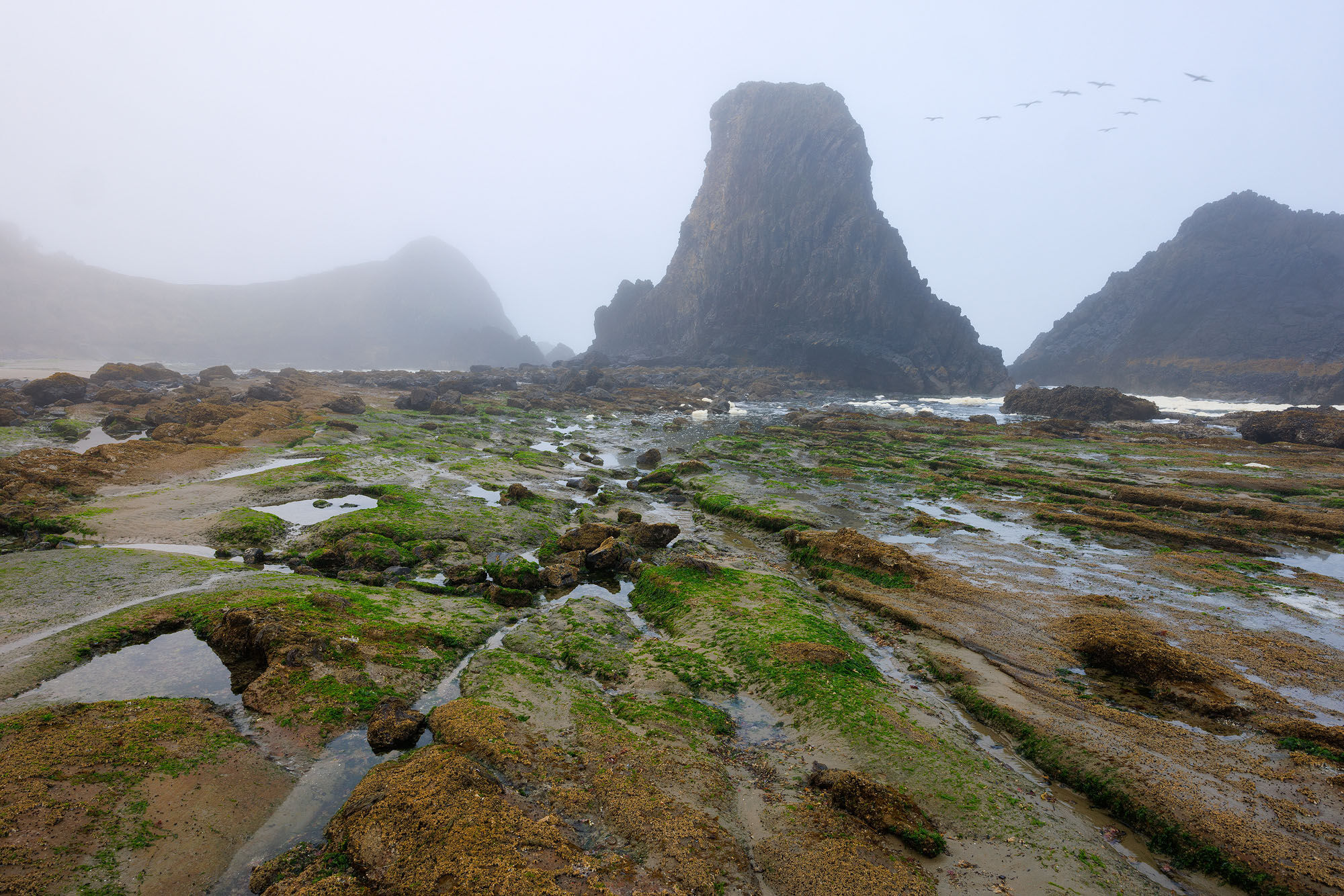 Fogged In