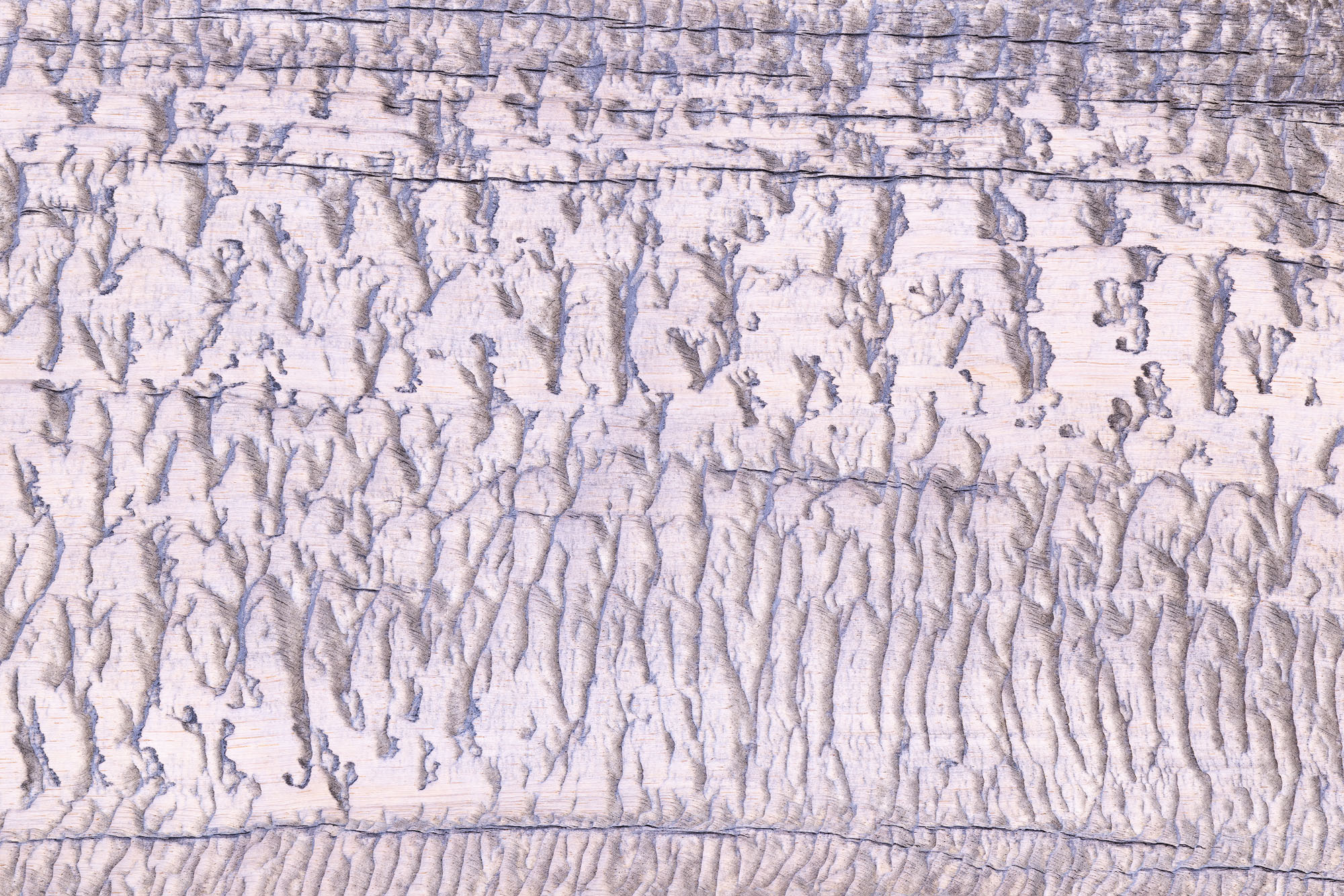 Etching Weathered bark on a Great Basin bristlecone pine (Pinus longaeva) growing in Cedar Breaks National Monument in Utah.