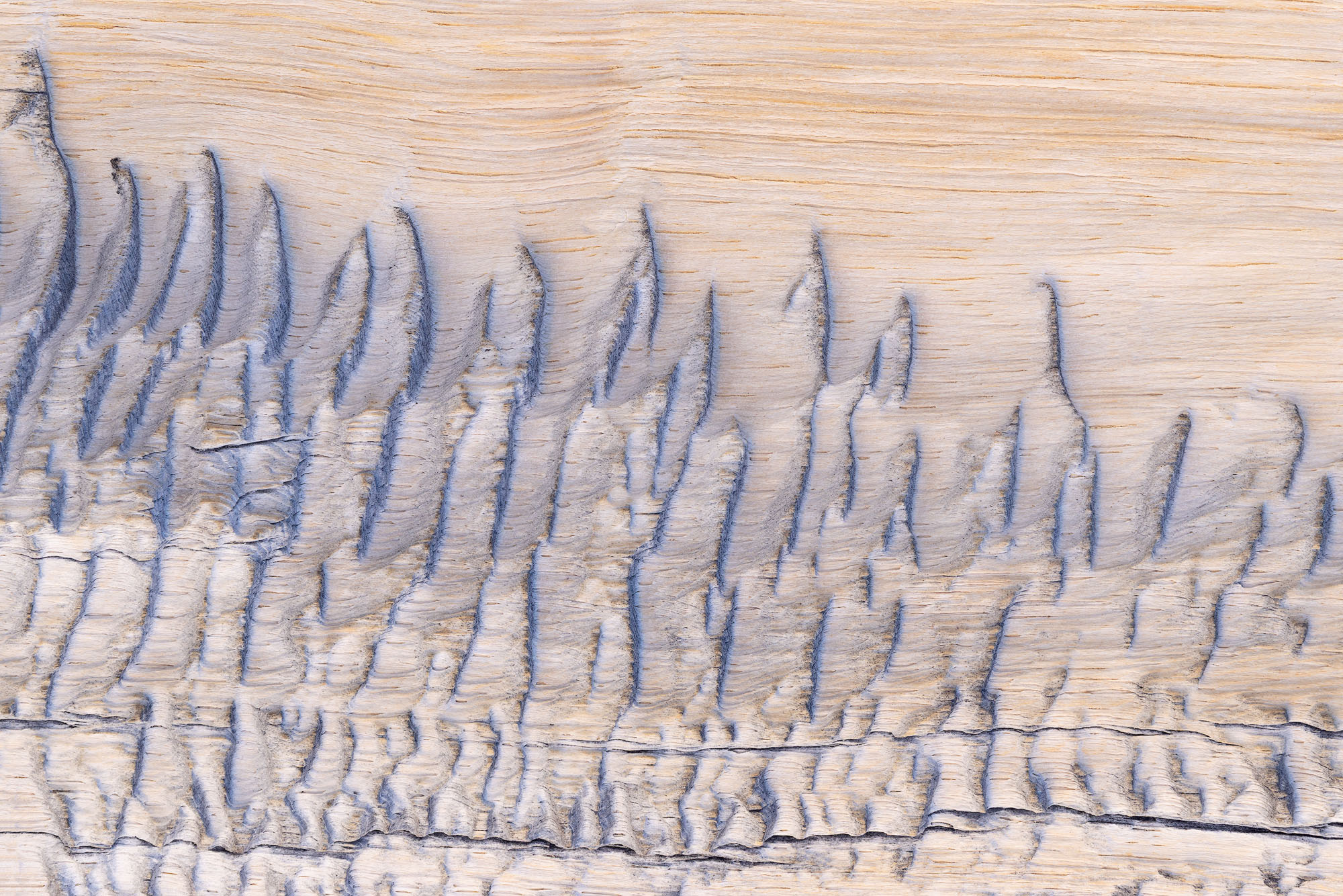 Weathered Ridges Weathered bark on a Great Basin bristlecone pine (Pinus longaeva) growing in Cedar Breaks National Monument in Utah.