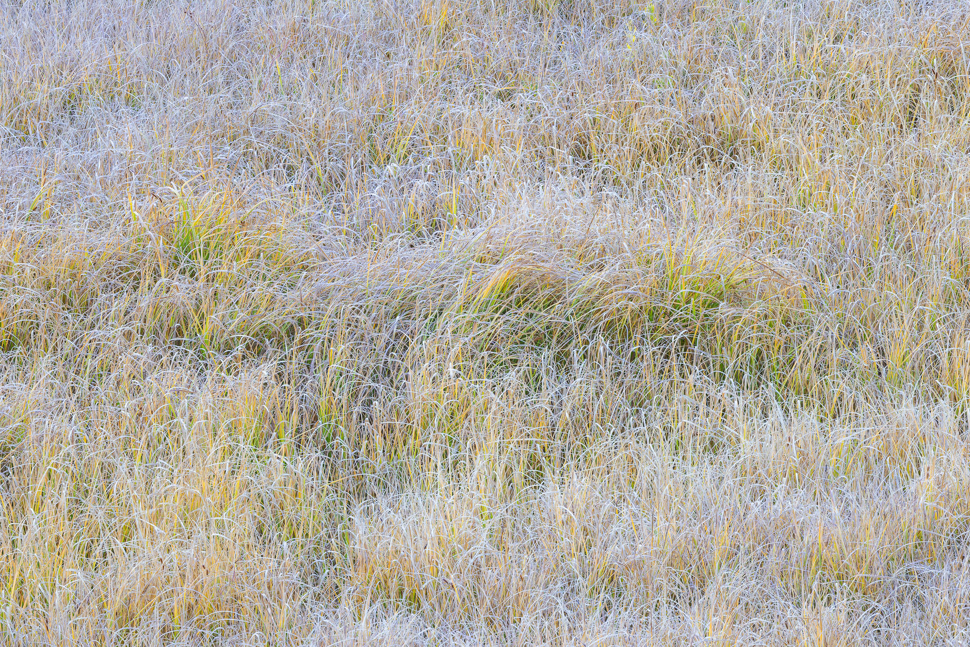 Autumn Grasses A patch of graceful frost-covered grasses in Colorado's San Juan Mountains in autumn.