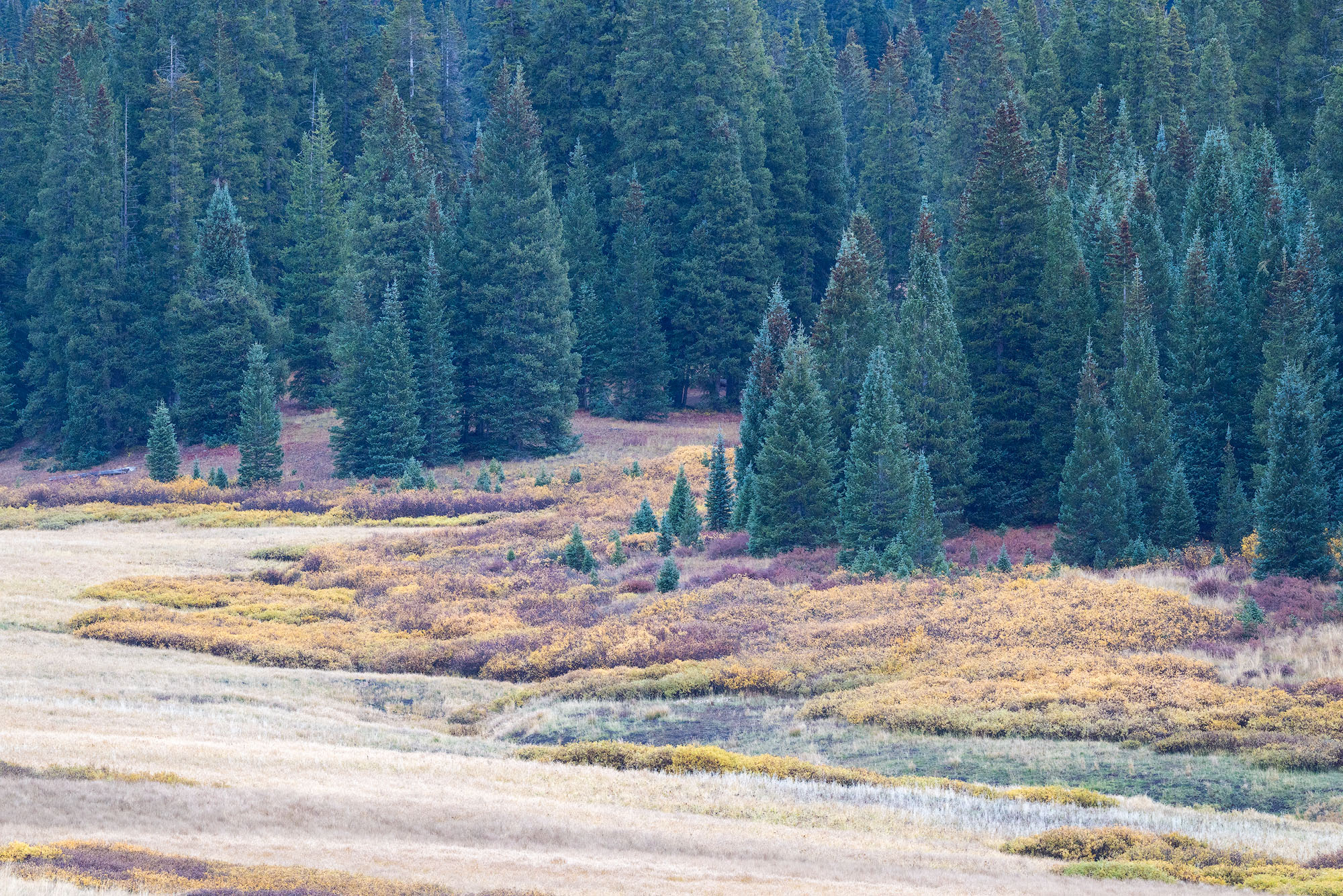 A grassy meadow transitions to willows and then spruce-fir forest near treeline in southwestern Colorado.