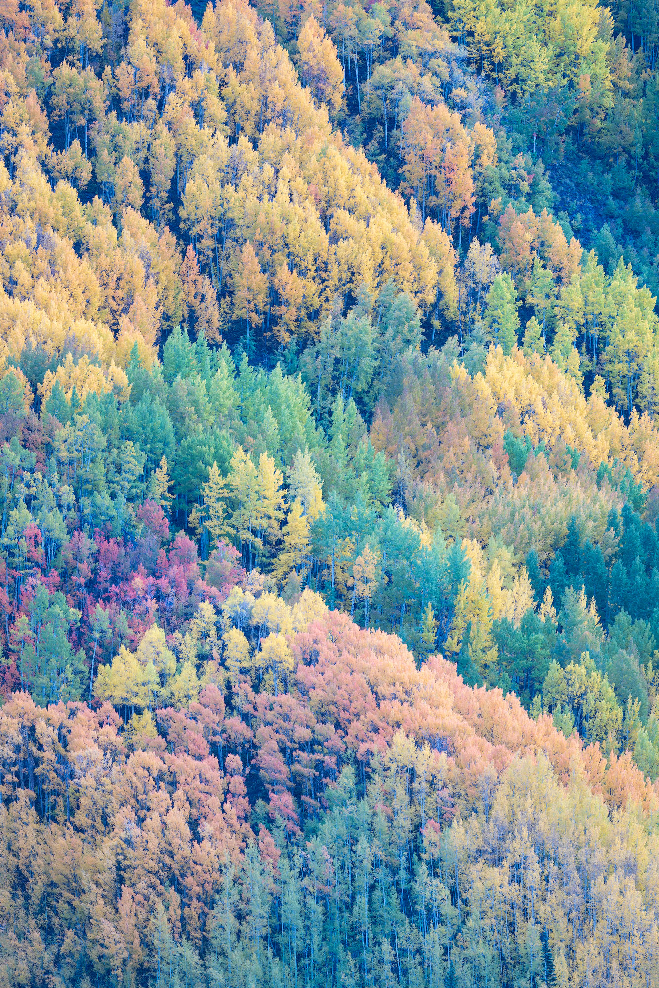 Full Spectrum Green, orange, red, and yellow aspens cover a steep mountainside in southwestern Colorado in early autumn.