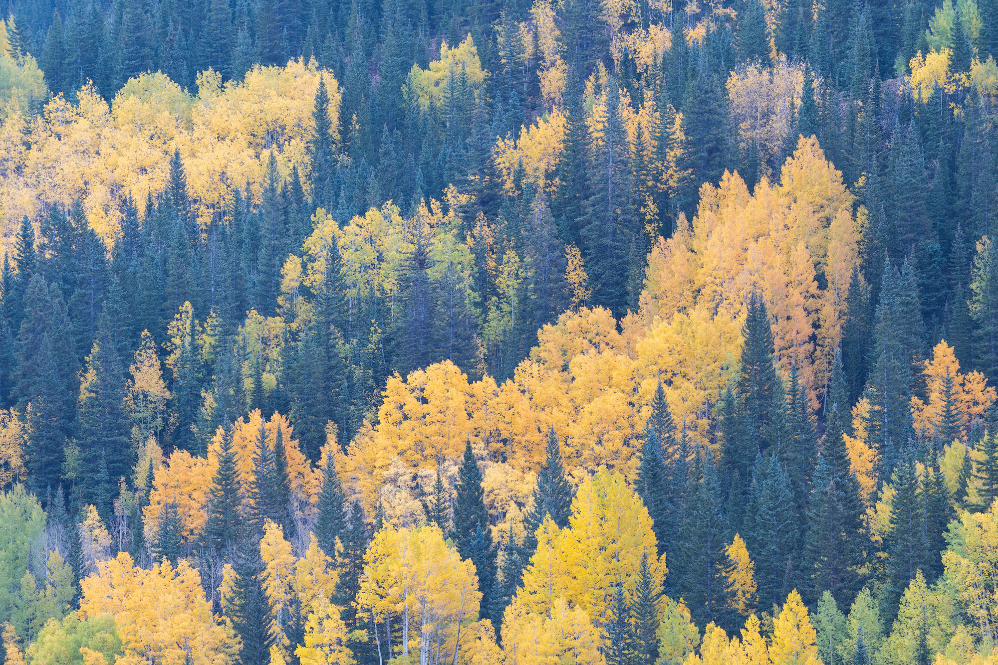 Aspens and Evergreens A mix of golden aspen trees and evergreen trees in autumn. Southwestern Colorado.