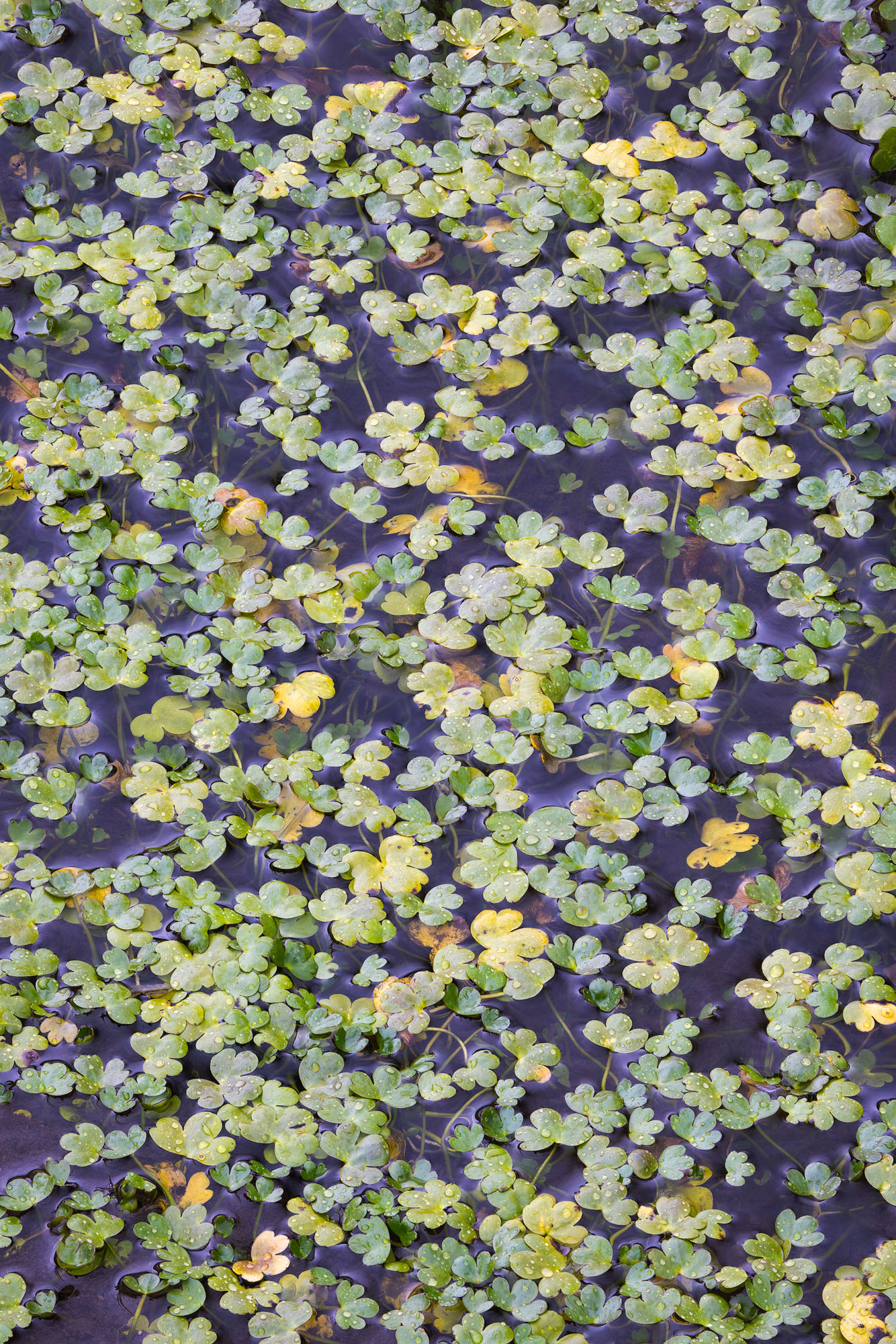 At the Lake's Edge Aquatic ranunculus leaves in autumn. Southwestern Colorado.