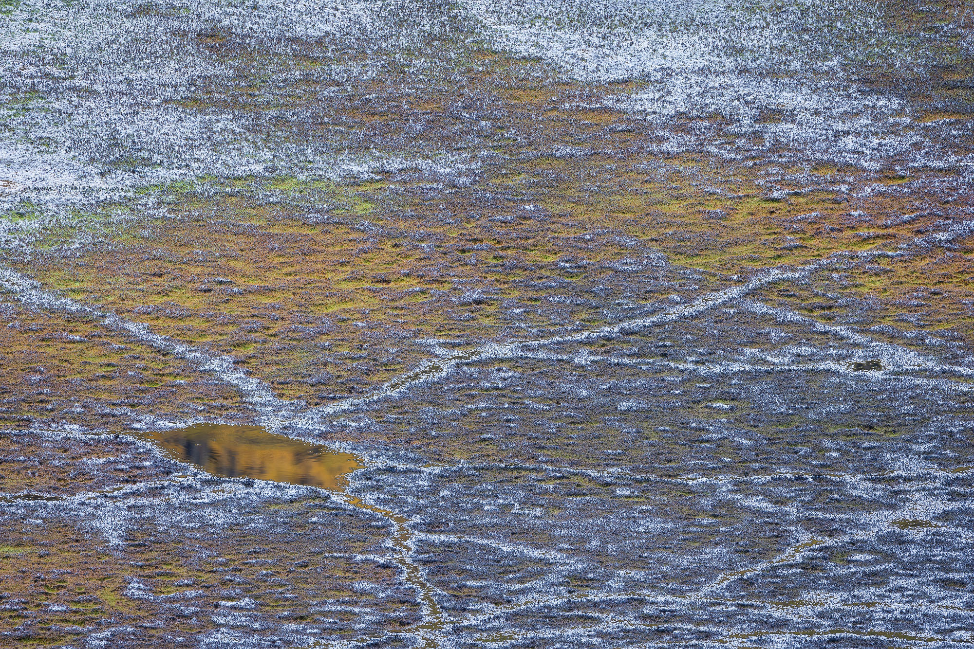 Portal Plants grow on the surface of a strange lake in the San Juan Mountains of Colorado.