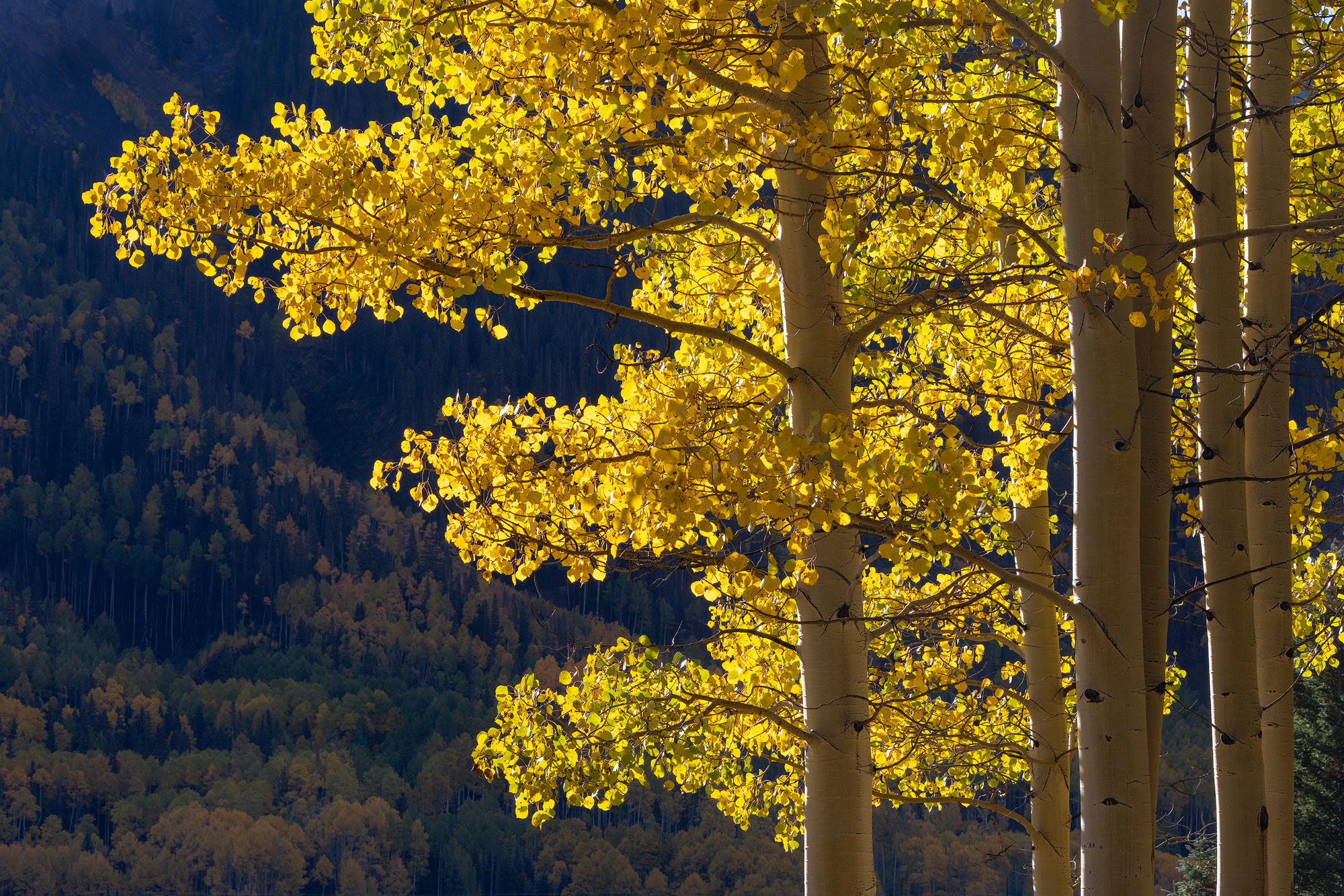 Morning sun shines through autumnal aspen leaves. Southwestern Colorado.